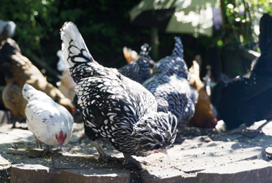 Farm animals on the property - chickens