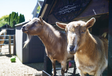 Farm animals on the property - goats